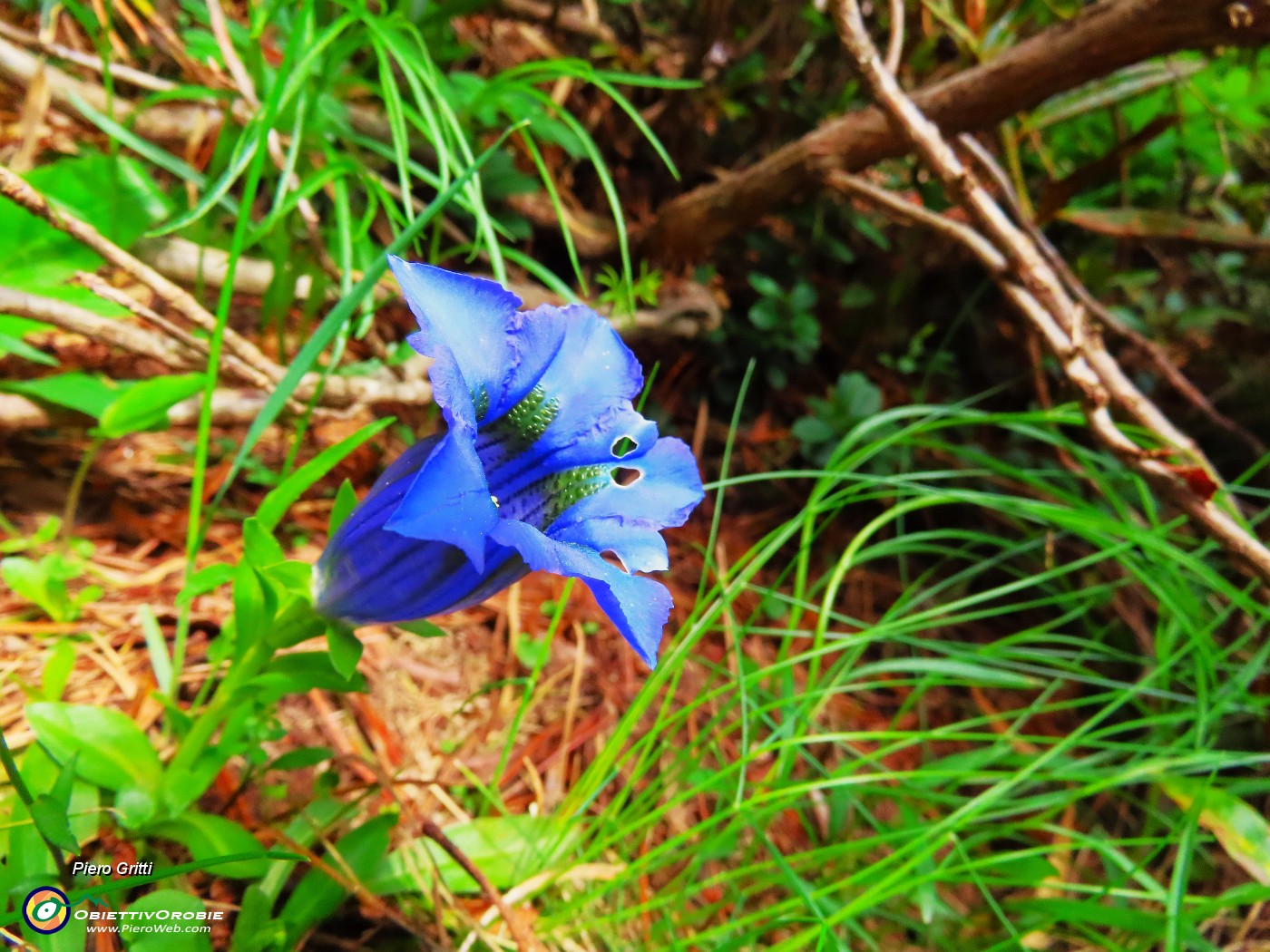 14 Gentiana acaulis (Genziana di Koch).JPG